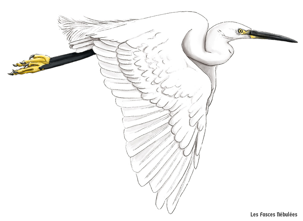 Dessin naturaliste d'une aigrette garzette pour le Geopark Armorique