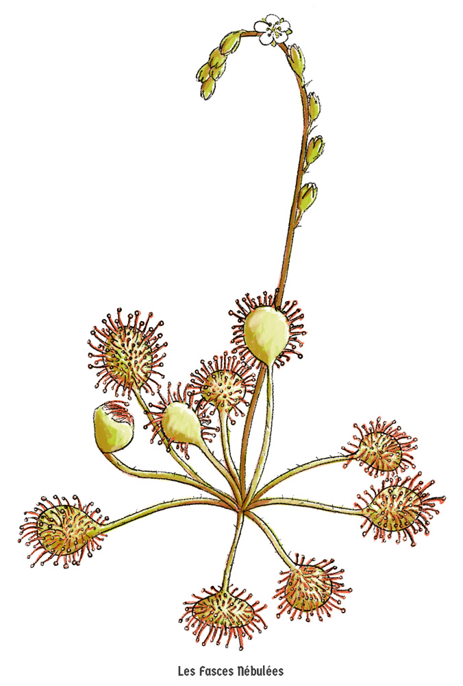 Dessin naturaliste d'une droséra rotundifolia pour le Geopark Armorique